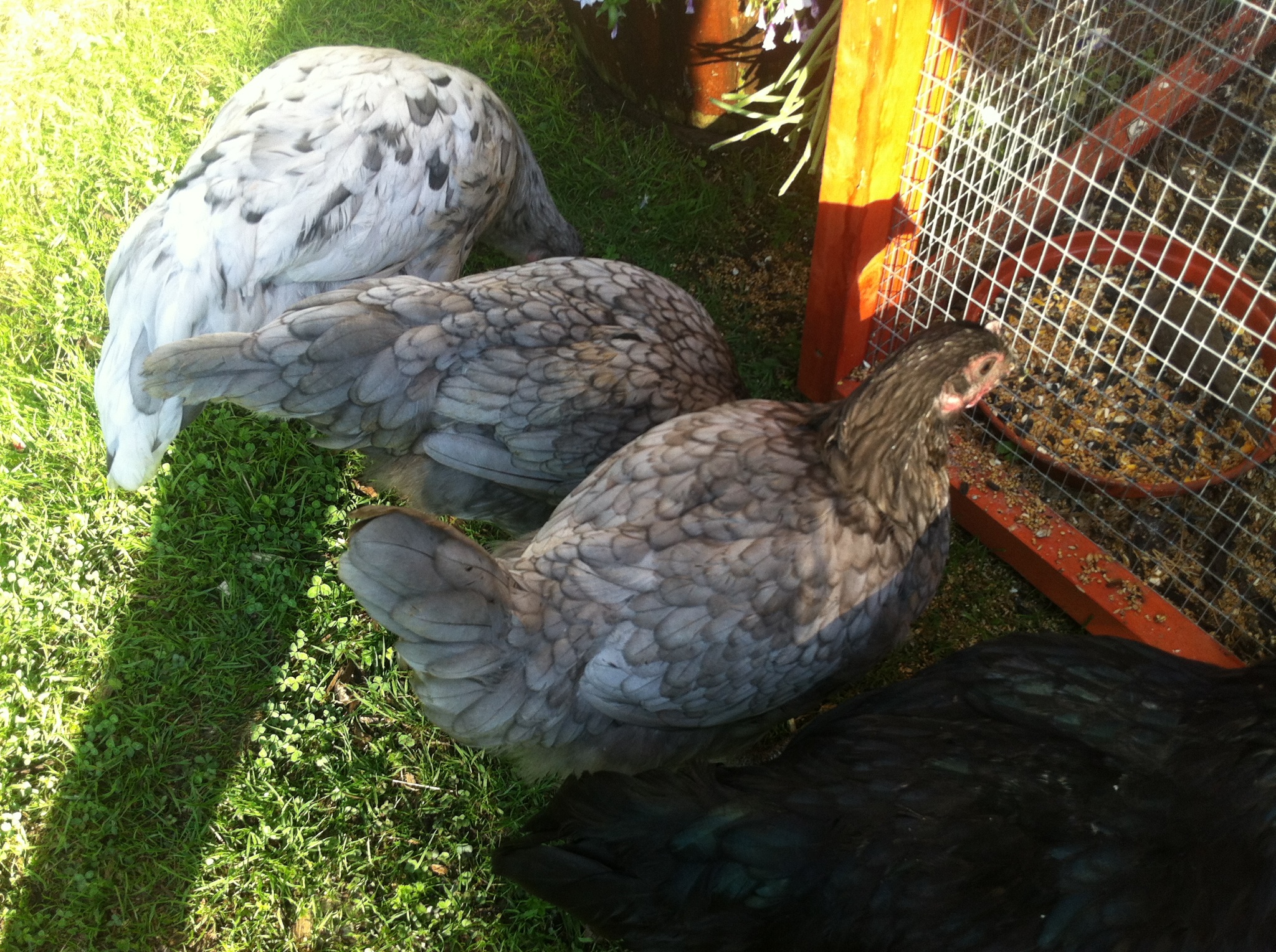 Three light coloured chickens