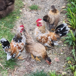 Serama chickens