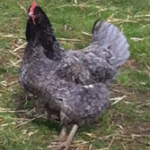 Jersey Giant hen