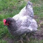 Jersey Giant hen