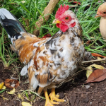 Serama chickens