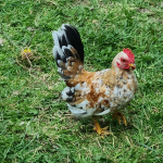 Serama chickens