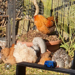 Smooth and Frizzle Pekin Bantams