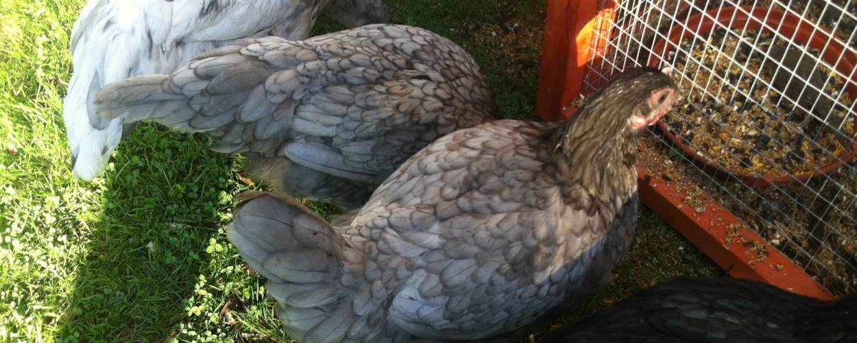 Three light coloured chickens