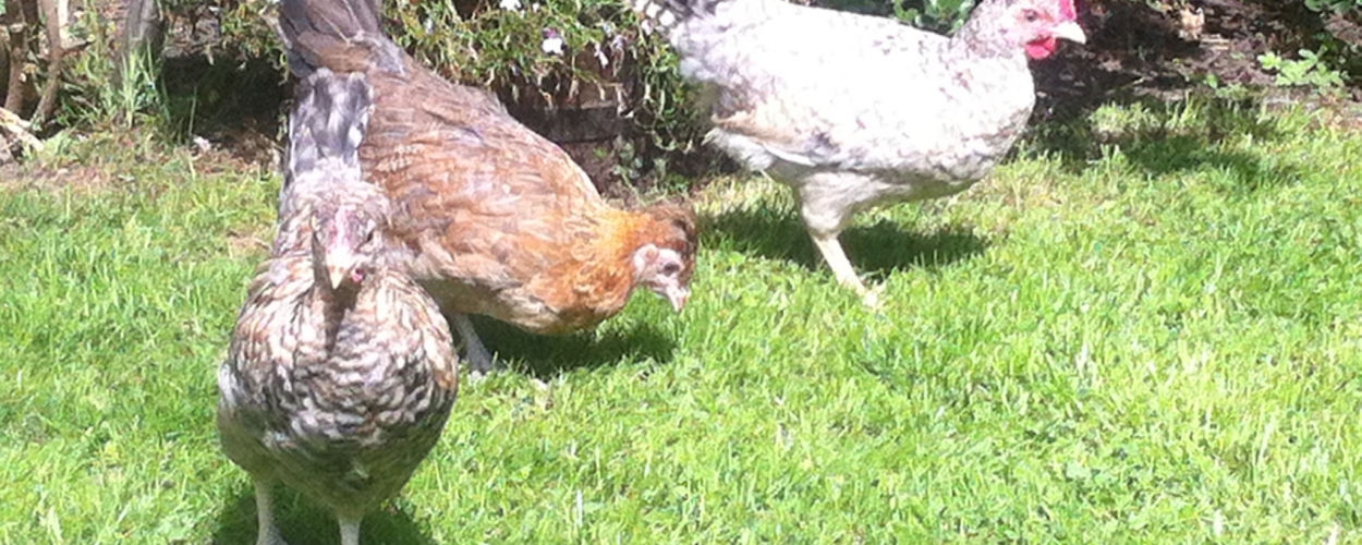 Three white chickens on grass